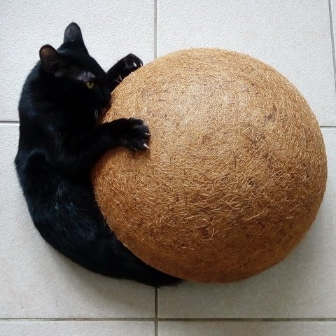 黑黑的新玩具
