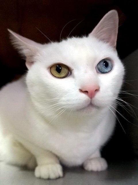 波波的雙色眸