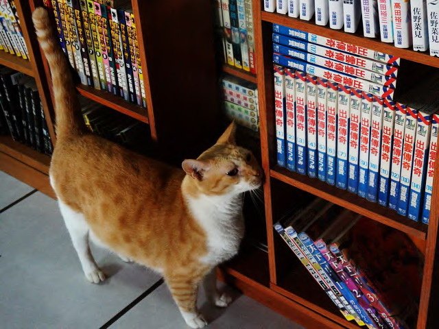 閃閃看漫畫