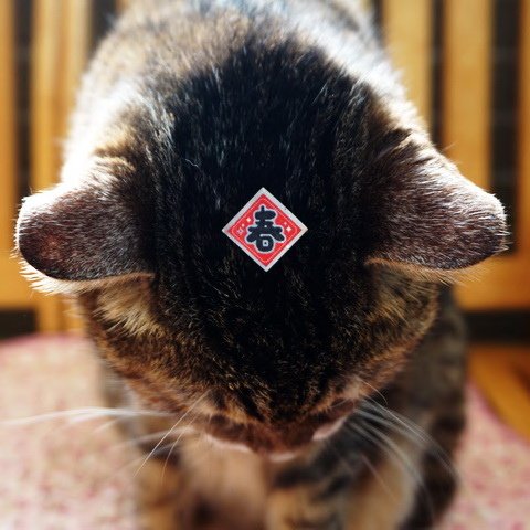 貓貓賀新年
