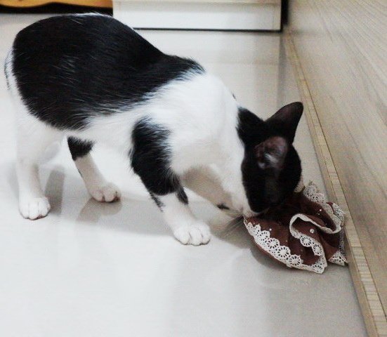 歪歪藏髮圈