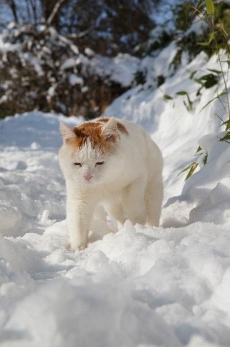貓叔雪中漫步　陽光折射讓牠睜不開眼