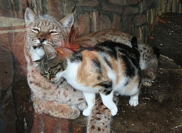 流浪貓在動物園覓食　意外和猞猁變好朋友