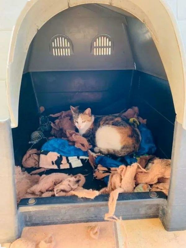 暖心比特犬邀請懷孕浪貓　細心把窩佈置成產房