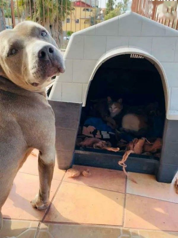 暖心比特犬邀請懷孕浪貓　細心把窩佈置成產房