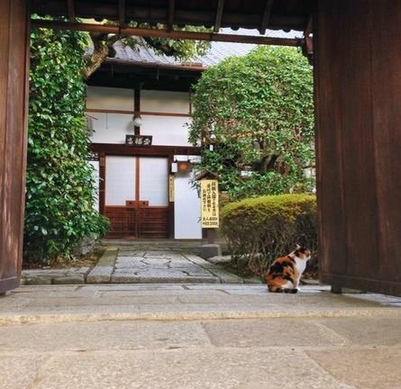 京都賞楓名所金福寺　招牌貓小福超吸睛