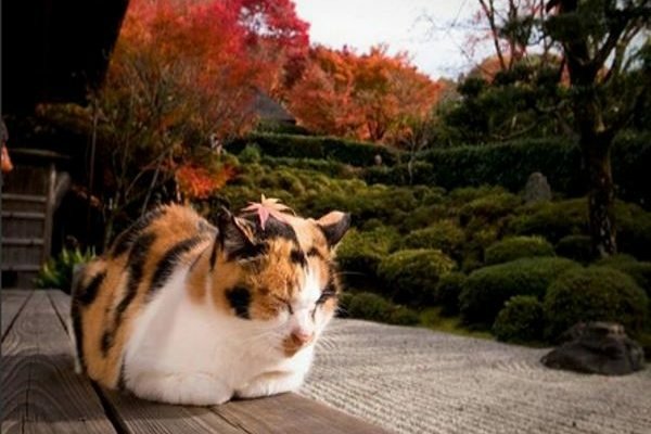 京都賞楓名所金福寺　招牌貓小福超吸睛