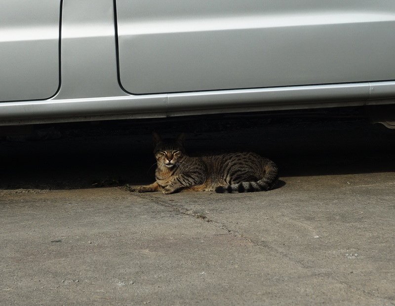 車底下的避暑貓