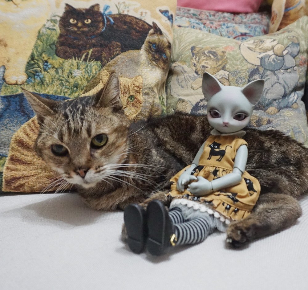 紋紋與喵星人
