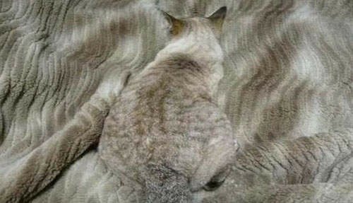 《貓的隱身術》你看不到我喵