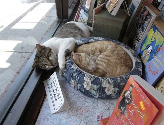 美國書店聘請超萌「櫥窗貓」　老闆貼告示：請勿拍打