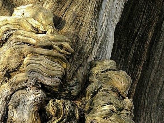 愛玩躲貓貓的可愛貓咪