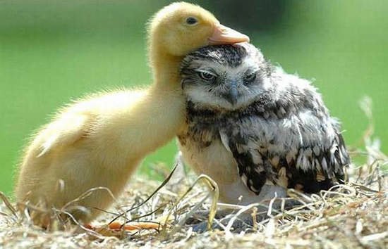 《把彼此當枕頭的動物們》天冷冷好好睡