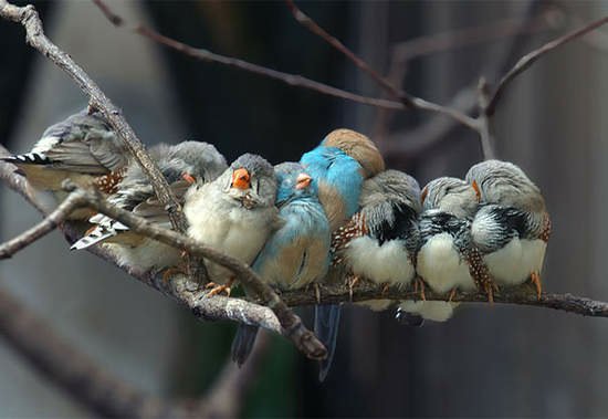 《把彼此當枕頭的動物們》天冷冷好好睡