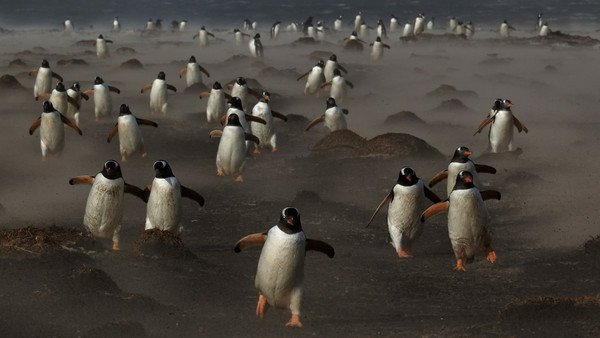 「進擊的企鵝」狩獵後返家　桃色小蹼揚出沙塵暴