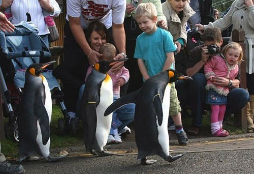 動物園《企鵝遊行》可以出門散步太幸福