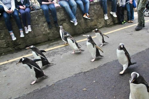 動物園《企鵝遊行》可以出門散步太幸福