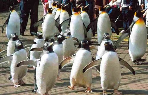 動物園《企鵝遊行》可以出門散步太幸福