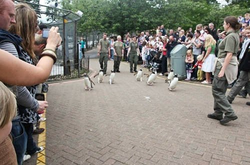 動物園《企鵝遊行》可以出門散步太幸福