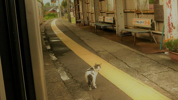 坐過站了！浪貓誤入車廂驚慌徘徊　暖心列車長送牠回老地方