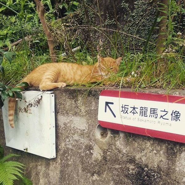 「坂本龍馬」的真面目