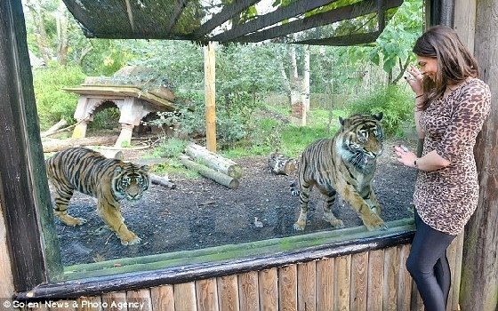 穿豹紋會被豹吃掉？進動物園不能穿動物裝的規定