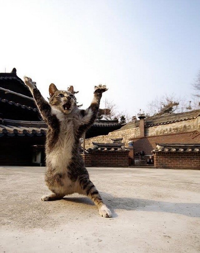 功夫不容小覷的忍者貓