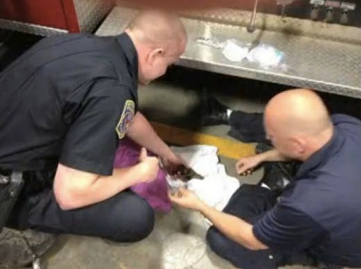 三隻小貓被拋出車窗　警方CPR賣力急救