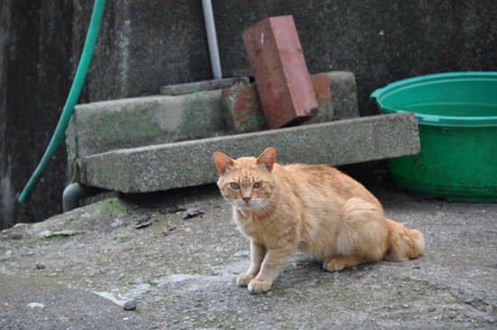 日本《貓島》人口幾乎等同貓咪數量的貓咪天堂