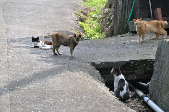 日本《貓島》人口幾乎等同貓咪數量的貓咪天堂