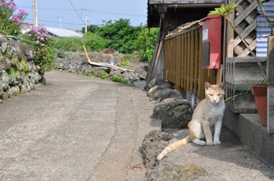 日本《貓島》人口幾乎等同貓咪數量的貓咪天堂