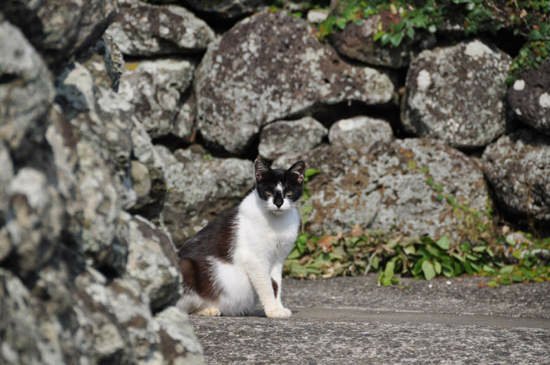 日本《貓島》人口幾乎等同貓咪數量的貓咪天堂