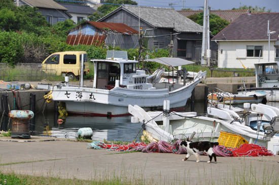 日本《貓島》人口幾乎等同貓咪數量的貓咪天堂