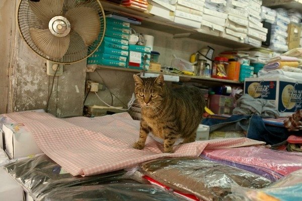 雜貨店照顧流浪貓　用相遇日子取名「初三」、「初五」