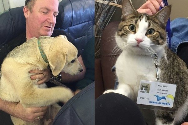 飛機充當「諾亞方舟」！　北加航空讓毛孩飼主一起逃難