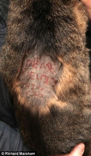 家貓外出散步　無辜被剃毛　膚上慘遭紅字留言「閹了牠」