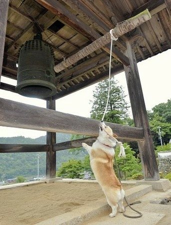 不管日曬雨淋　廣島柯基犬5年來堅持到寺院撞鐘