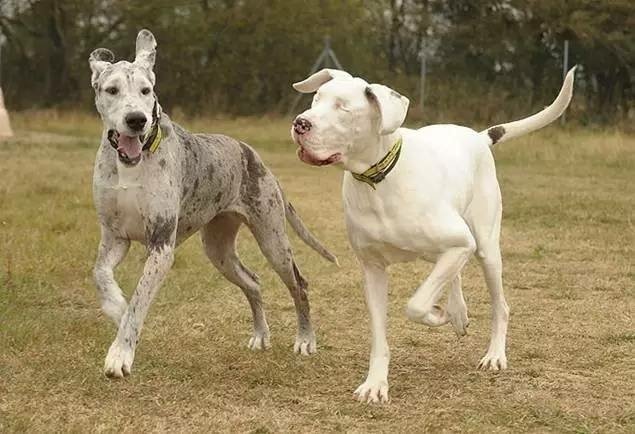 「看不見也知道你在我身邊」　盲犬莉莉與她的導盲犬