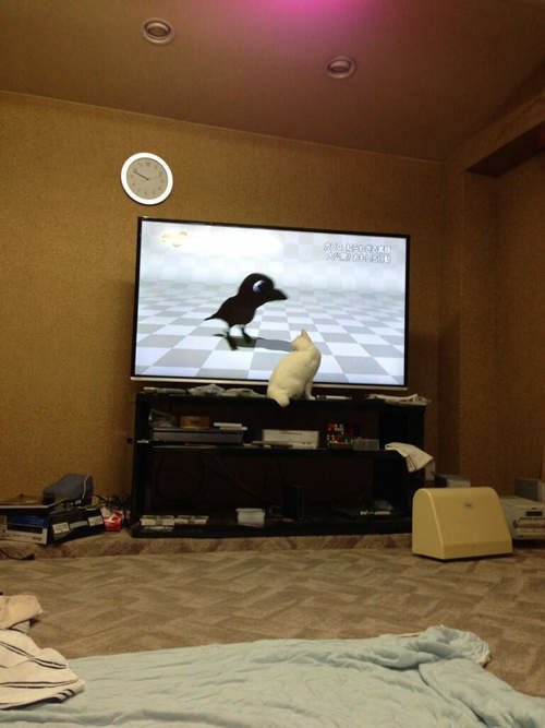 日本貓咪間的高收視率節目竟然是烏鴉特集