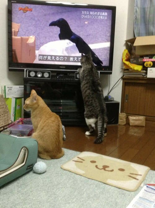 日本貓咪間的高收視率節目竟然是烏鴉特集