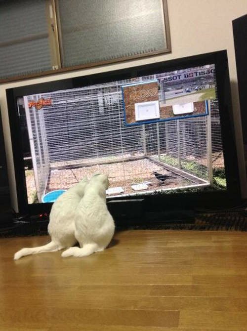 日本貓咪間的高收視率節目竟然是烏鴉特集