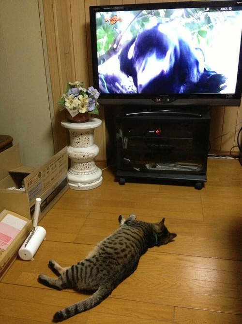 日本貓咪間的高收視率節目竟然是烏鴉特集