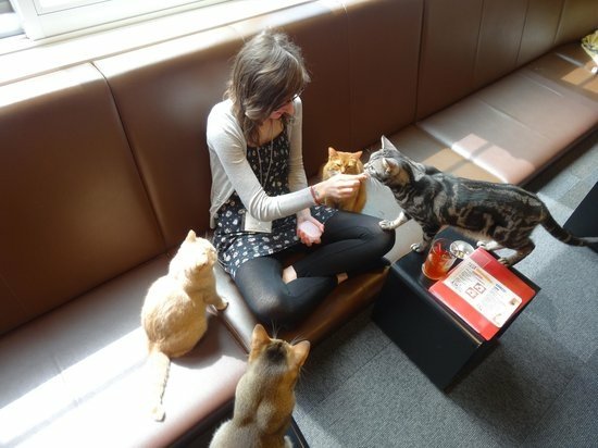 東京新宿きゃりこ Cat Cafe