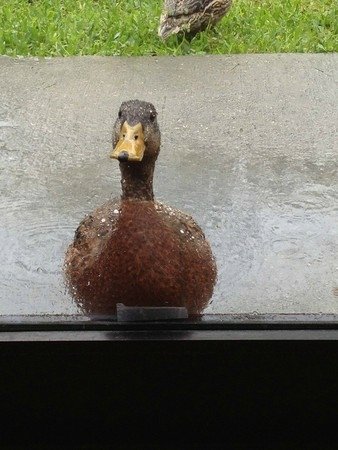 鴨子不喜歡下雨　在餐廳門外敲門1小時想進屋