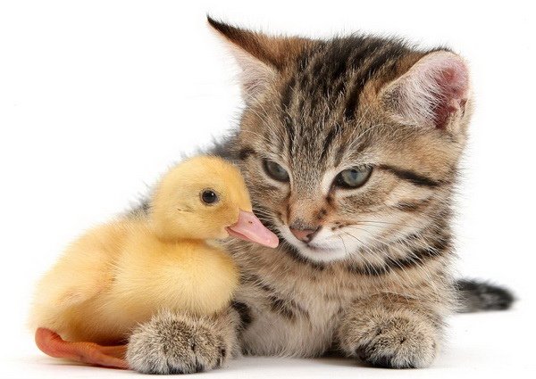 貓鴨戀？　超越族群　動物版「純愛物語」