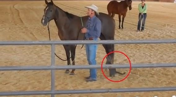 「我抓！」貓咪吃醋暴走飛撲　駿馬遭突襲嚇倒彈