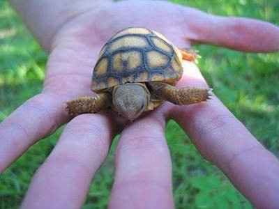 一手就可掌握！迷你動物陸海空全集