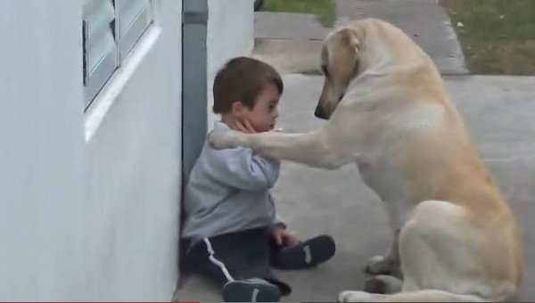 拉布拉多犬伸手搭肩　打開唐氏兒閉鎖心