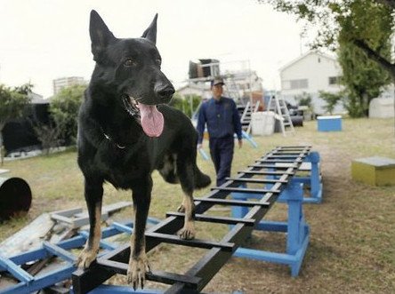 靈敏嗅覺找到被拐女童　日本警犬「元氣」獲表揚