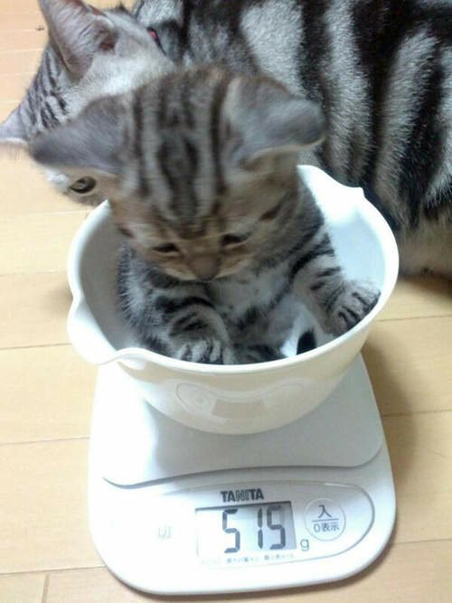 《小貓的體重測量》可愛模樣萌翻